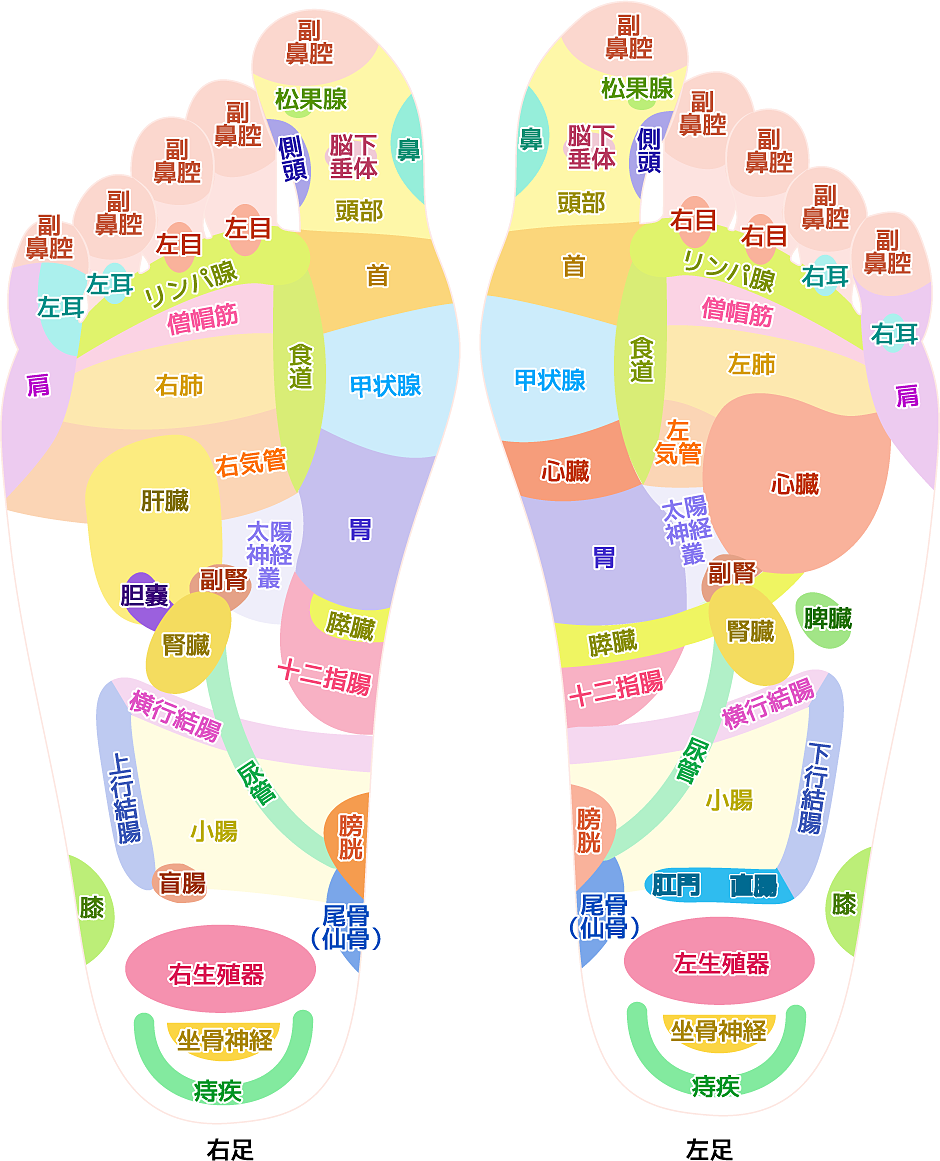 足裏図